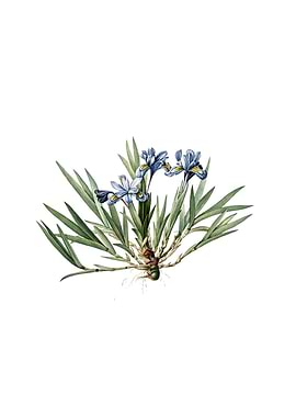 Vintage Dwarf Crested Iris