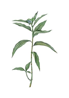 Vintage Dayflower on White