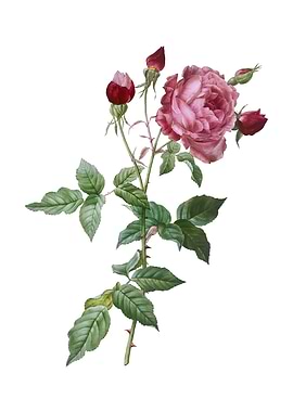 Vintage Provence Rose