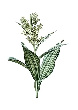 Vintage False Helleborine