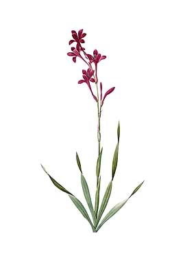 Vintage Bugle Lily Flower