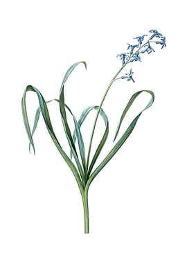 Vintage Dutch Hyacinth