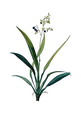 Vintage Flax Lilies Flower