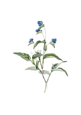Vintage Blue Spiderwort