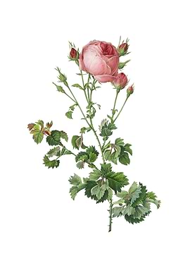 Celery Leaved Cabbage Rose