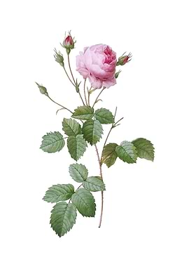 Vintage Provence Rose