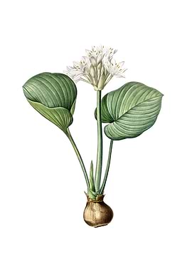 Vintage Cardwell Lily