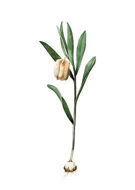 Fritillaria Latifolia