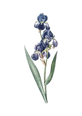 Vintage Dalmatian Iris