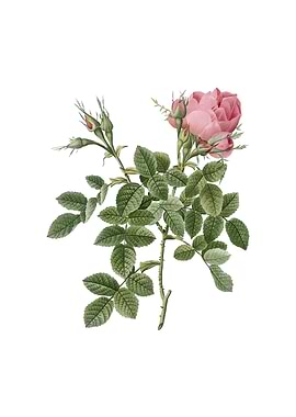 Vintage Dwarf Damask Rose