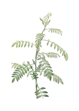 Flowering Indigo Plant