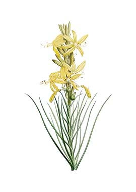 Vintage Yellow Asphodel
