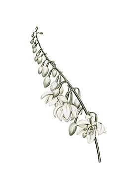 Vintage Giant Cabuya