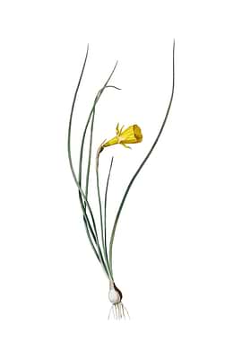 Vintage Daffodil on White