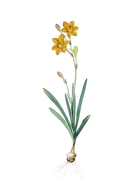 Vintage Coppertips Flower