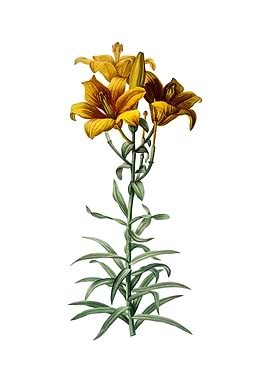 Vintage Fire Lily on White