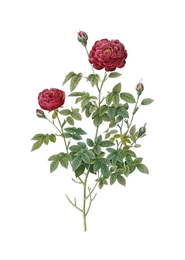 Burgundy Cabbage Rose