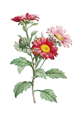 Vintage Red Aster Flowers