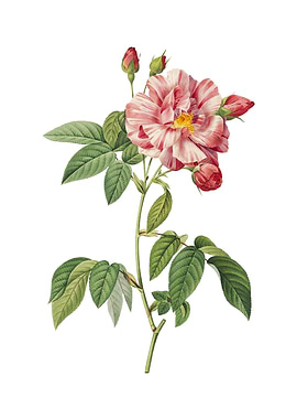 Variegated French Rosebush