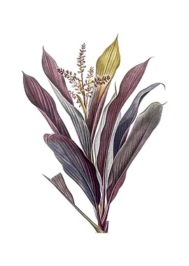 Cordyline Fruticosa Flower