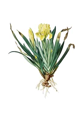 Vintage Crimean Iris