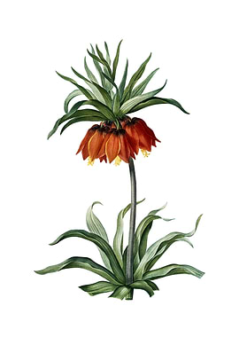 Vintage Fritillaries