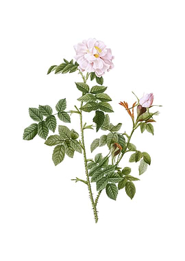 Vintage Pink Rosebush