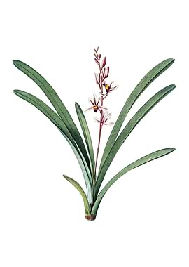 Vintage Boat Orchid Flower