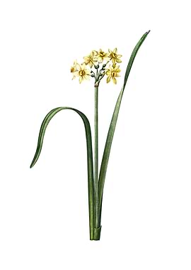 Cowslip Cupped Daffodil