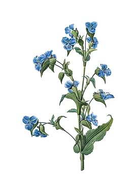 Vintage Commelina Tuberosa