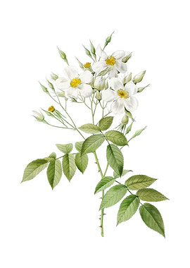 Vintage Musk Rose on White