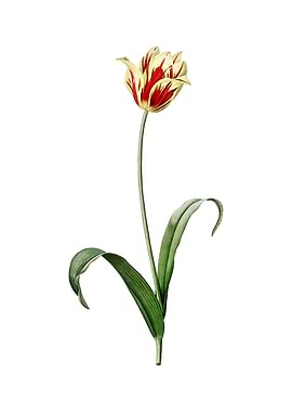 Vintage Didiers Tulip