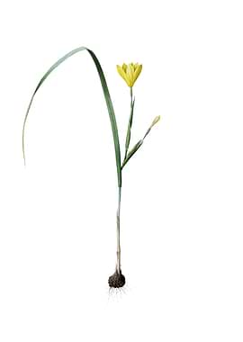 Vintage Cape Tulip Flower