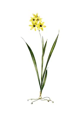 Vintage Ixia Fusco Citrina