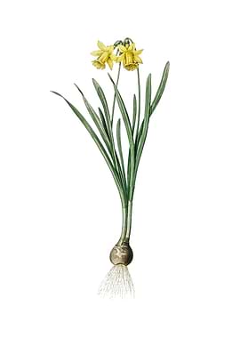 Lesser Wild Daffodil