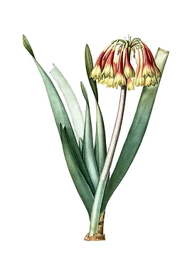 Vintage Knysna Lily Flower