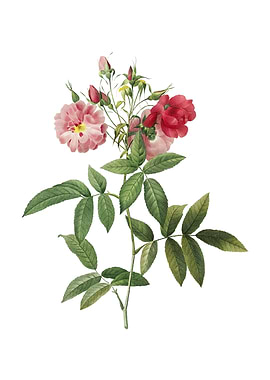 Vintage Hudson Rose Flower