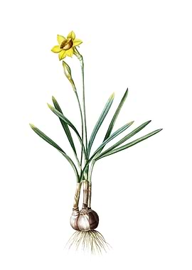 Vintage Narcissus Gouani