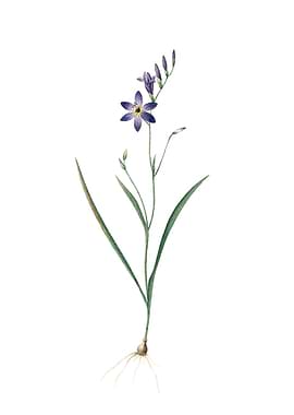 Vintage Ixia Secunda