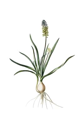 Muscari Ambrosiacum Flower
