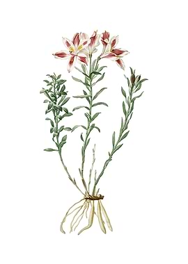 Vintage Lily of the Incas