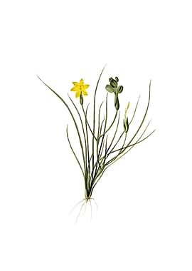 Golden Blue eyed Grass