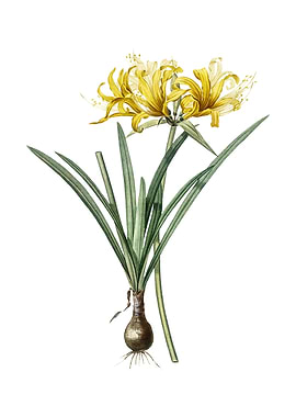 Golden Hurricane Lily