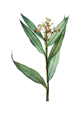 Vintage Globba Erecta