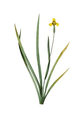 Vintage Iris Martinicensis