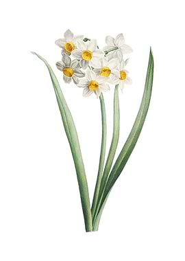 Narcissus Easter Flower