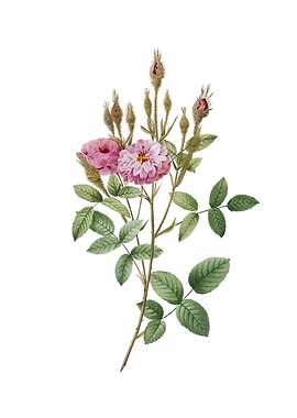 Vintage Mossy Pompon Rose