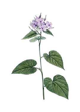 Morning Glory Flower