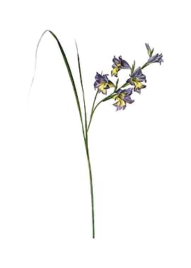 Vintage Gladiolus Ringens