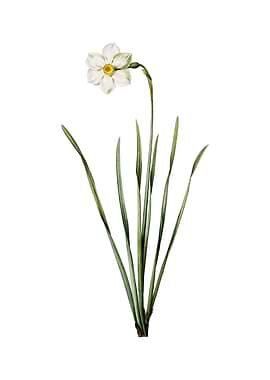 Vintage Narcissus Poeticus